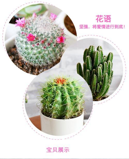 探寻仙人掌的花语之奇妙意义（仙人掌花语的深入解读及其隐藏的寓意）