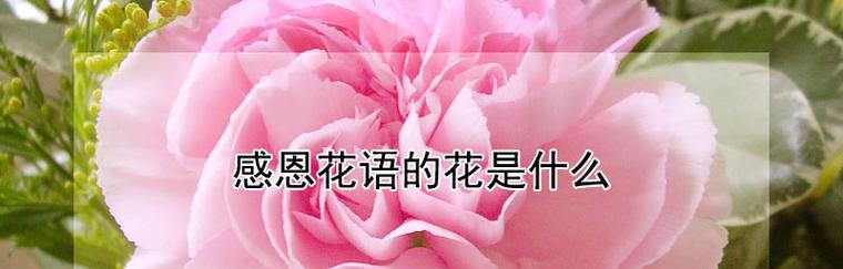爱情之花（浪漫、温柔、情感、醉人、思念——以什么花的花语代表深情？）