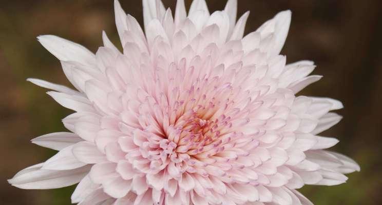 以梗菊的花语与寓意（深入解析以梗菊的寓意及象征意义）