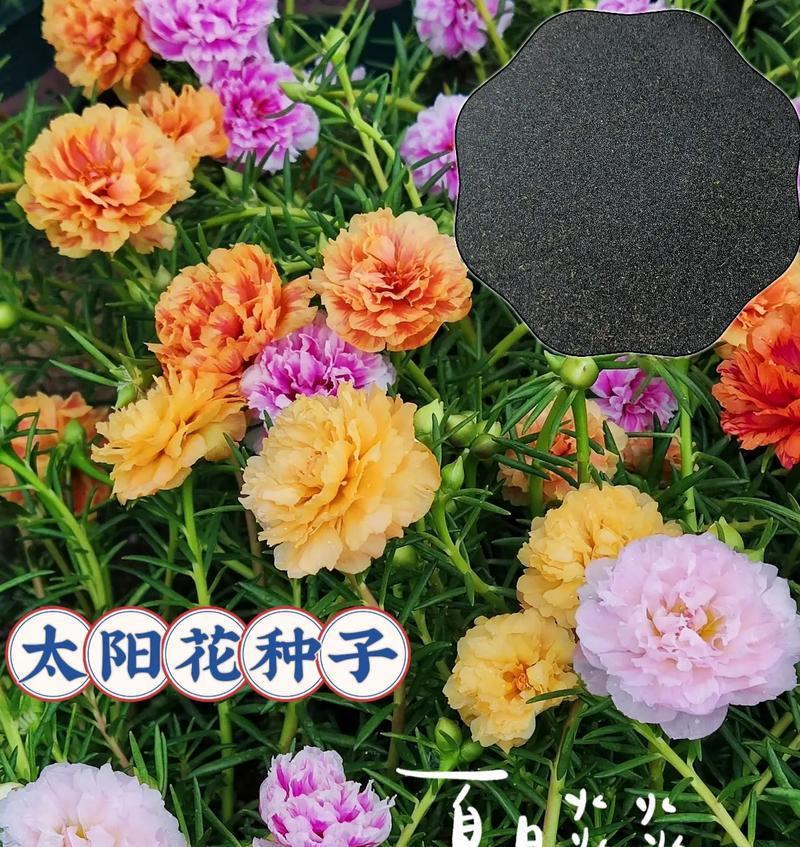 以向日葵的花语为主题的文章（阳光照耀下的向日葵花语）