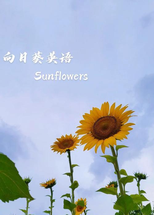 以向日葵的花语为主题的文章（阳光照耀下的向日葵花语）
