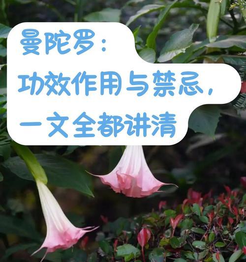 曼陀罗花的花语与意义（探寻曼陀罗花的神秘之魅）