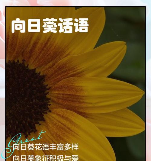 向日葵的花语（三支向日葵的花语解读及意义）