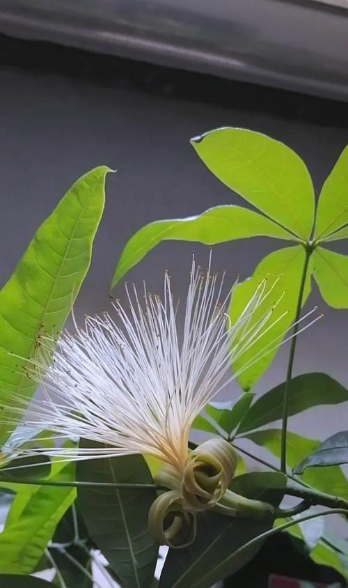 富贵竹开花的预示意义（探寻富贵竹开花的奥秘与象征意义）
