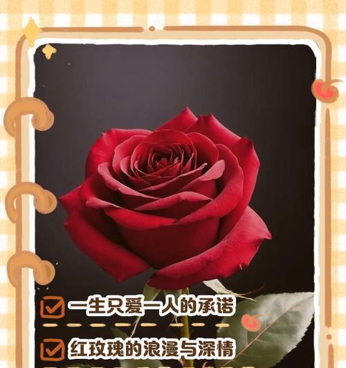 花语解读（传递爱情的玫瑰，每一朵都有独特的寓意）