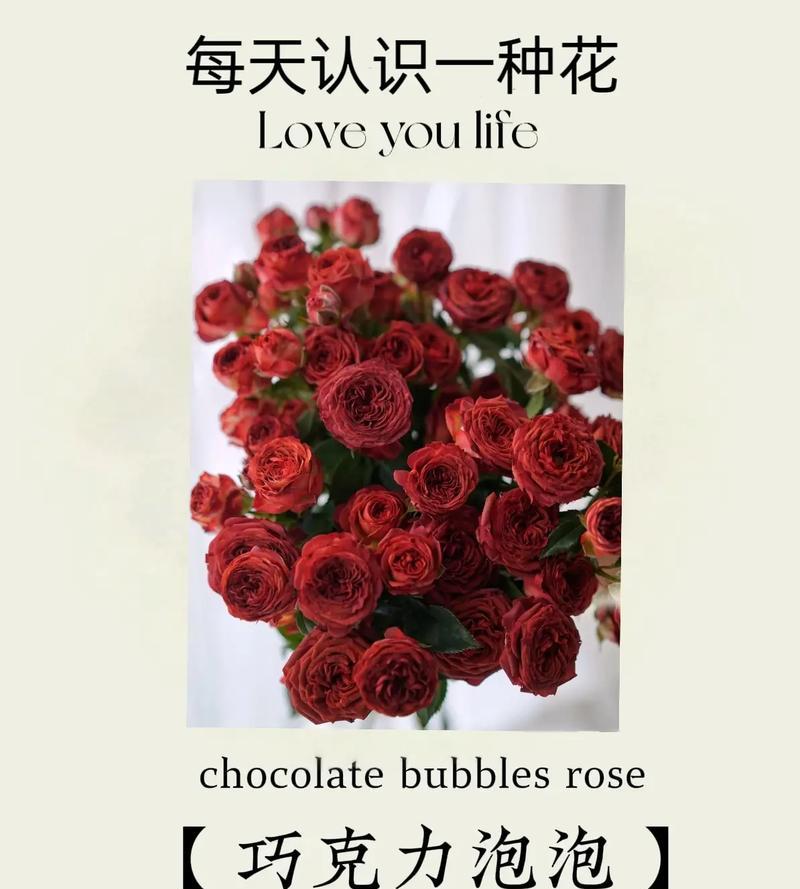 花语解读（传递爱情的玫瑰，每一朵都有独特的寓意）