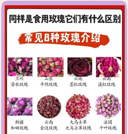 玫瑰花的数量与其象征意义（探索玫瑰花数量背后的含义与寓意）