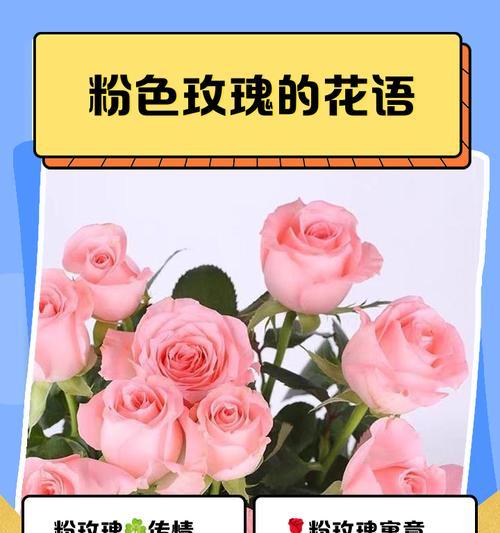 玫瑰花的数量与其象征意义（探索玫瑰花数量背后的含义与寓意）