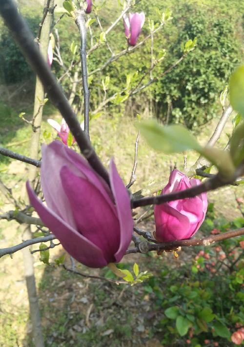 广玉兰花语的美丽与意义（广玉兰，芬芳绽放的寓意之花）