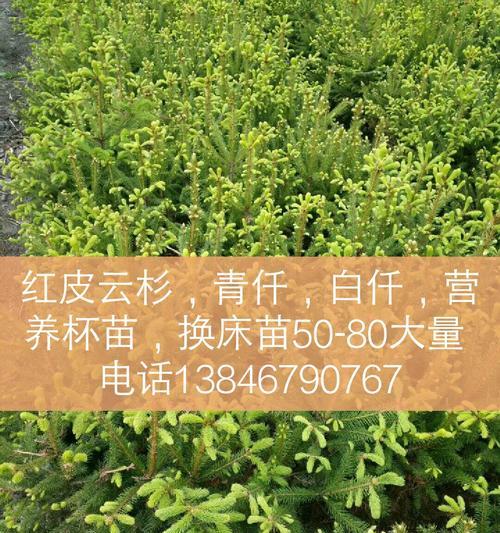 换床苗是什么意思？（了解换床苗的定义和用途）