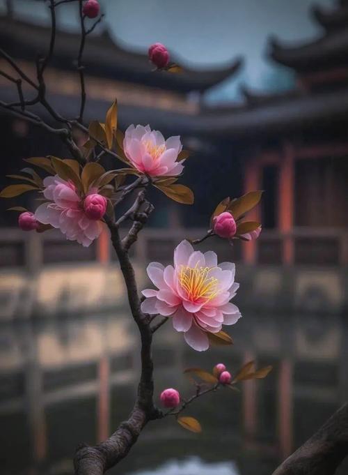 美人梅，寓意艳丽与坚强（揭秘美人梅的魅力，探寻其独特寓意）