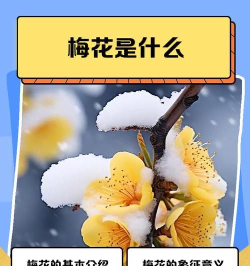 梅花的象征意义（探寻梅花的寓意与美学）