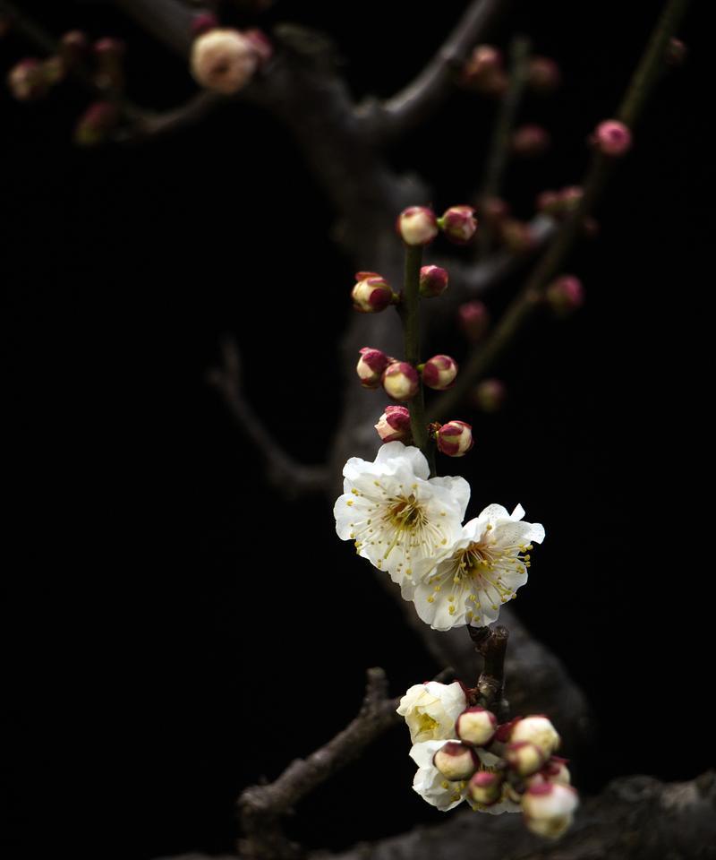 梅花的象征意义（探寻梅花的寓意与美学）