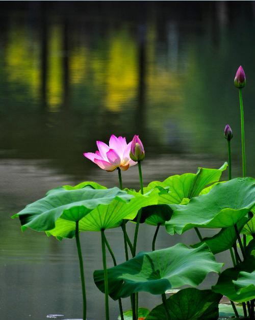 牡丹与荷花的寓意——华丽与清雅（牡丹）