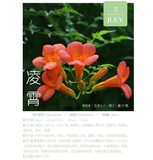 凌霄花风水寓意与作用（探究凌霄花的象征意义与实际运用效果）