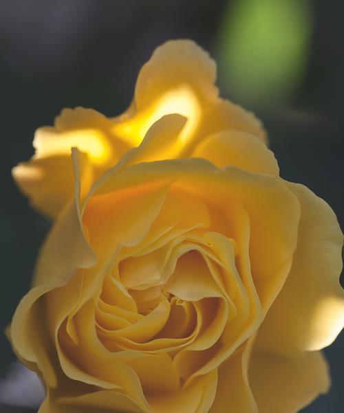 玫瑰花的含义与象征（探索玫瑰花代表的各种意义与象征，了解它们的背后故事）