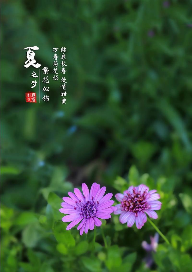 万寿菊的花语与人生寓意（探寻万寿菊花语的深意，引领幸福人生之道）