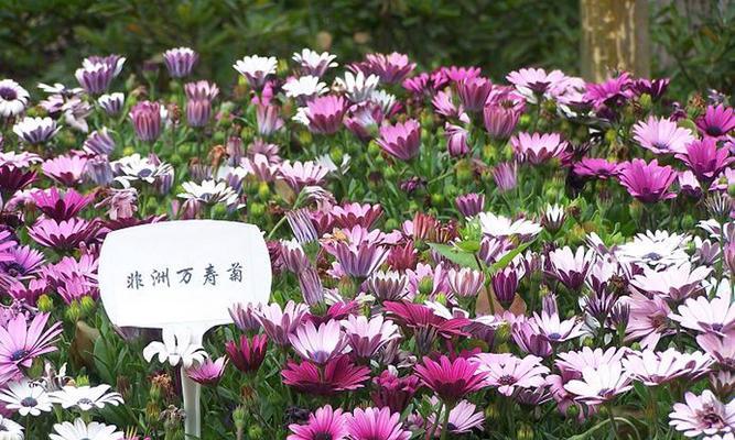 万寿菊的花语与人生寓意（探寻万寿菊花语的深意，引领幸福人生之道）