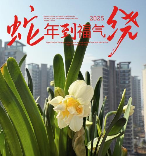 水仙梅花的寓意与象征（探寻水仙梅花的美丽与深意）