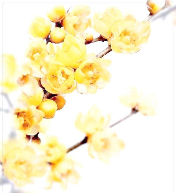 水仙梅花的寓意与象征（探寻水仙梅花的美丽与深意）