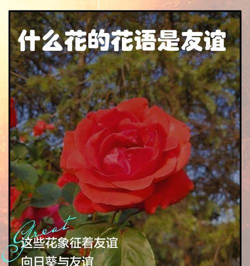 解脱的花语——百合（百合传递心灵的解放与宽慰）