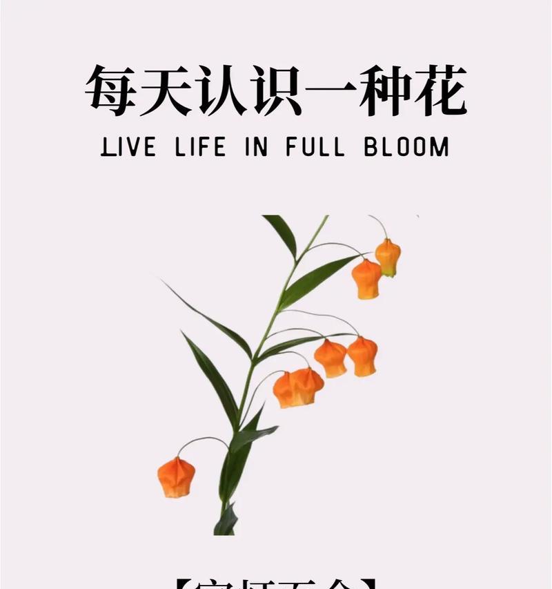 百合花语大全及寓意（解读百合花语与传递真情）