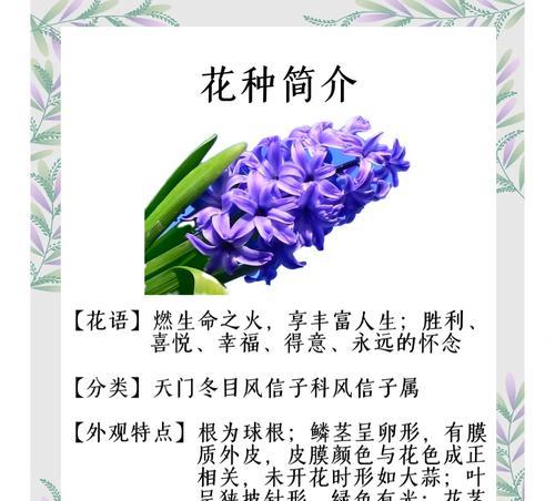 白色风信子的花语（探寻白色风信子的寓意与象征）