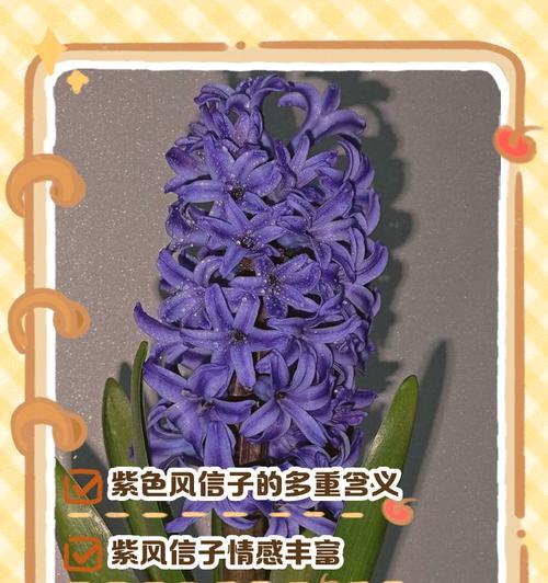 白色风信子的花语（探寻白色风信子的寓意与象征）