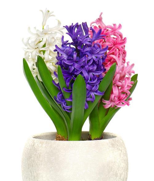 白色风信子的花语（探寻白色风信子的寓意与象征）