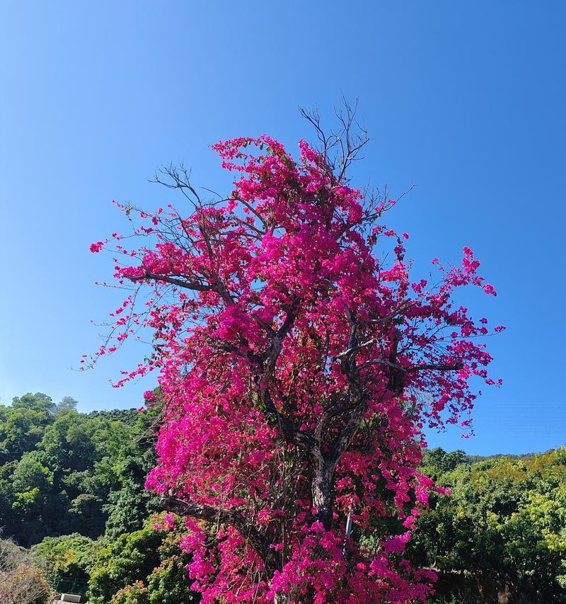 三角梅——生命与坚韧的象征（探寻三角梅的内涵与象征意义）