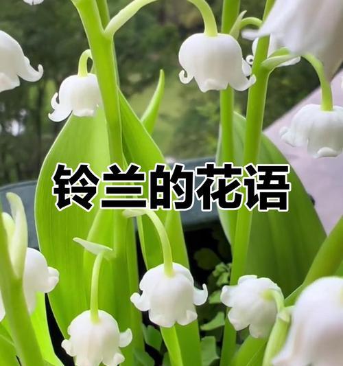 幽谷铃兰花语（执着、纯洁、守望的铃兰花）