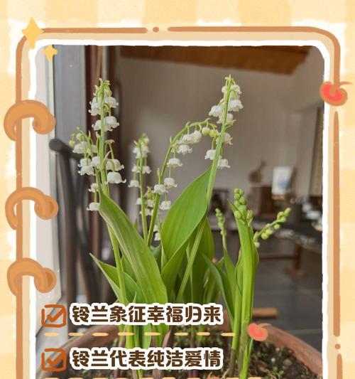 幽谷铃兰花语（执着、纯洁、守望的铃兰花）