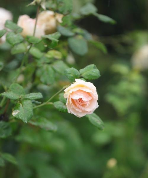 花开自由路（以花为媒，感悟自由的力量）