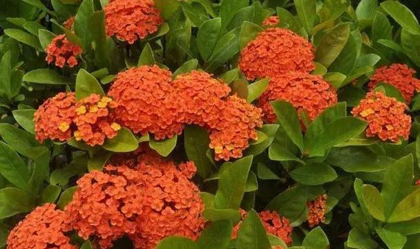 《仙丹花的花语和传说》（揭开仙丹花背后的秘密，探寻花语与传说）