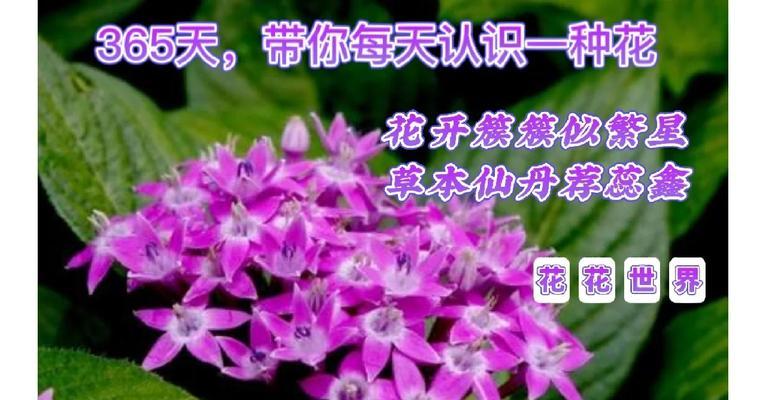 《仙丹花的花语和传说》（揭开仙丹花背后的秘密，探寻花语与传说）