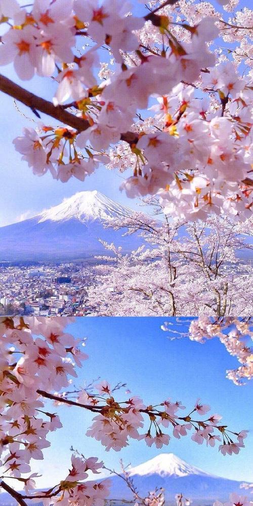 樱花花语之美——花开如梦（探索樱花的深意，传递花语的魅力）