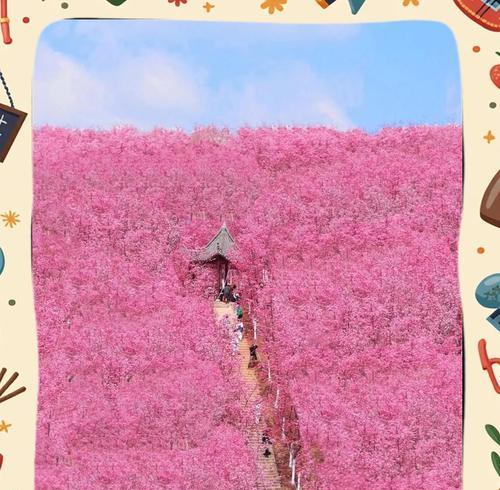 樱花花语之美——花开如梦（探索樱花的深意，传递花语的魅力）
