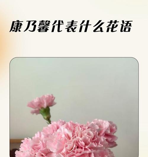 白色康乃馨花语与寓意的深意（探寻康乃馨花语中的纯洁与尊敬）