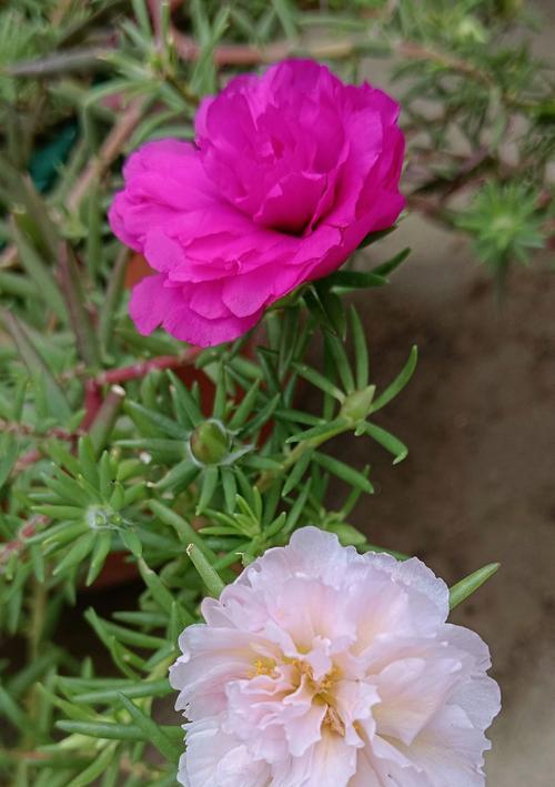 以太阳花唯美花语（绽放生命的阳光之花）