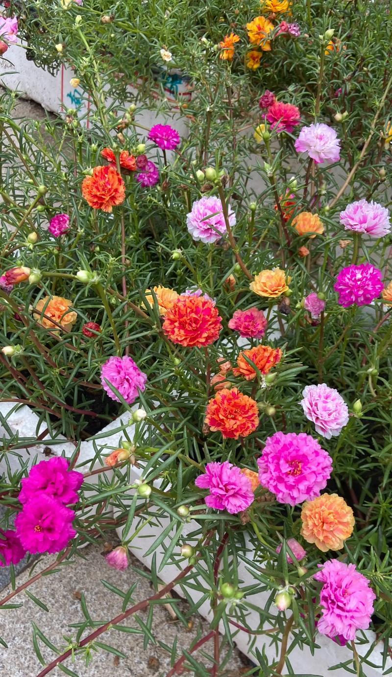 以太阳花唯美花语（绽放生命的阳光之花）
