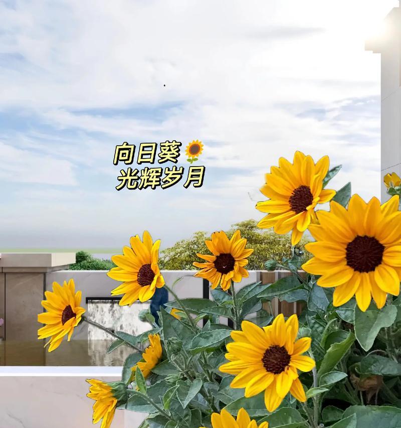 以太阳花唯美花语（绽放生命的阳光之花）
