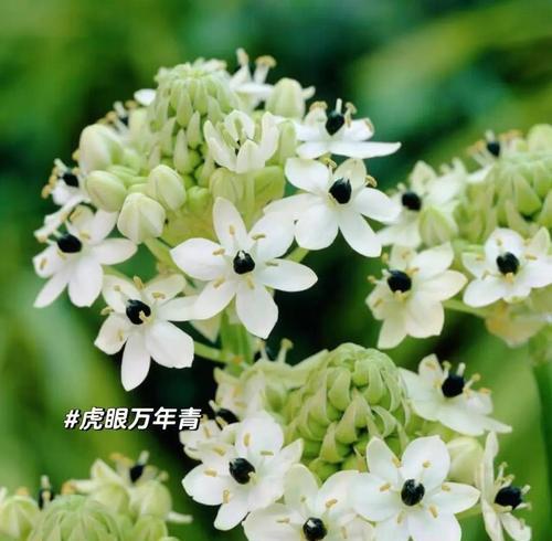 万年青开花的寓意与意义（永恒不变的美丽与希望——以万年青开花为例）