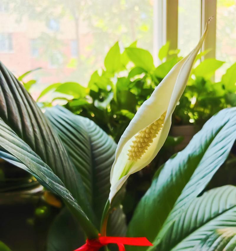 万年青开花的寓意与意义（永恒不变的美丽与希望——以万年青开花为例）