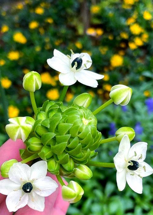 万年青开花的寓意与意义（永恒不变的美丽与希望——以万年青开花为例）