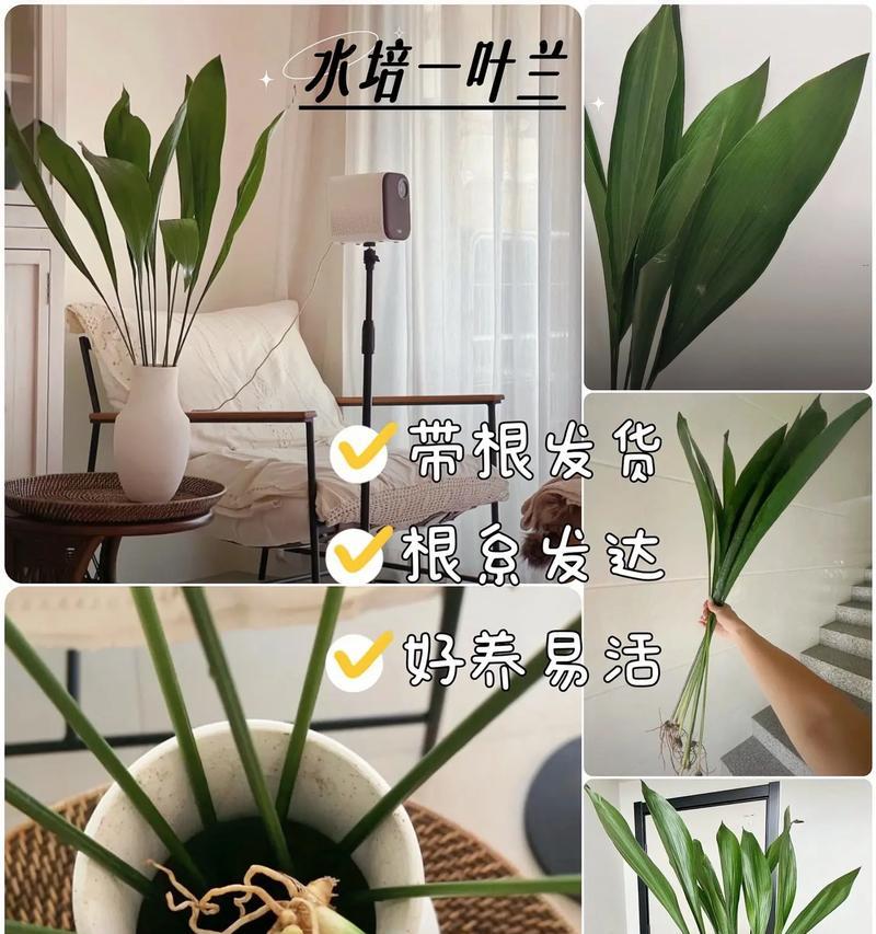 一叶兰的花语——坚韧不拔的生命之美（探秘一叶兰的花语，揭示内心力量的象征）