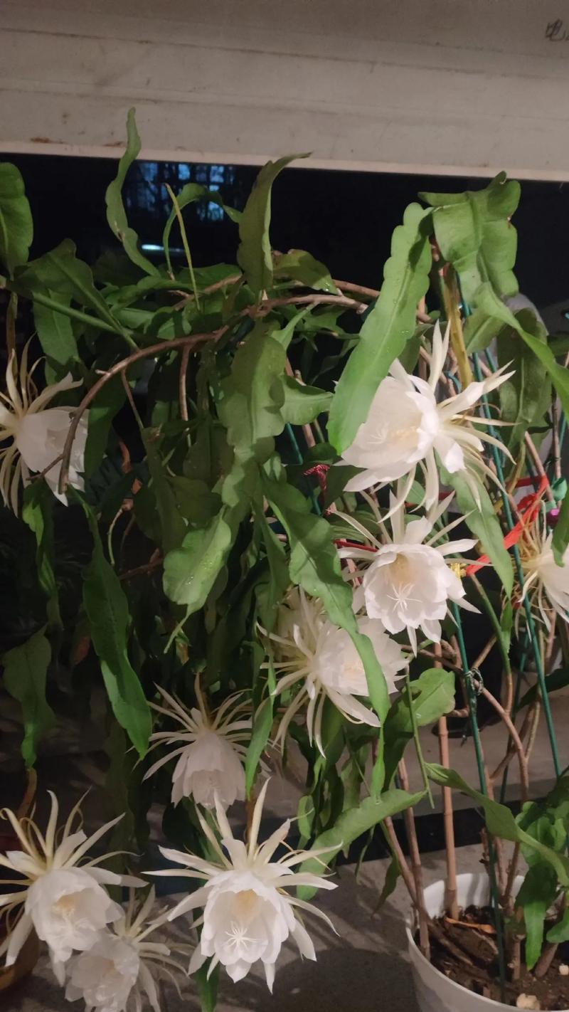 昙花开花的象征意义（奇迹般的生命绽放）