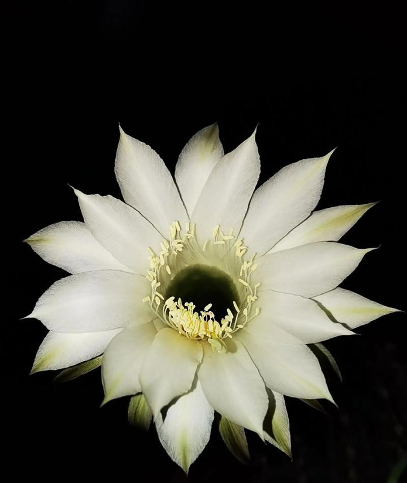 昙花开花的象征意义（奇迹般的生命绽放）