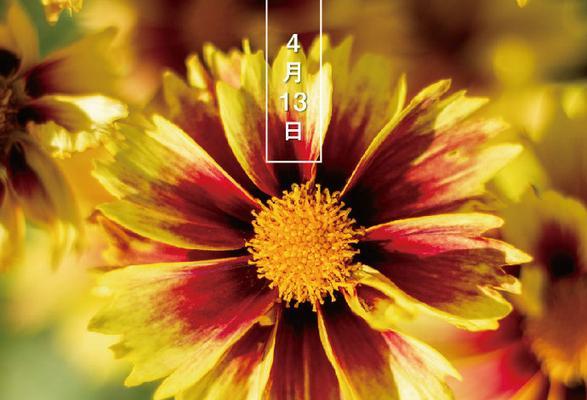 自信阳光，以向日葵花语为主题的文章（向日葵）