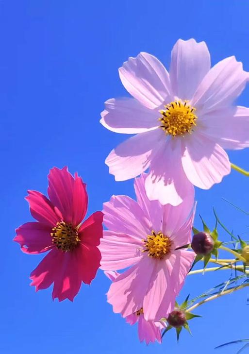 白色波斯菊的花语（白色波斯菊的花语及其深层寓意）