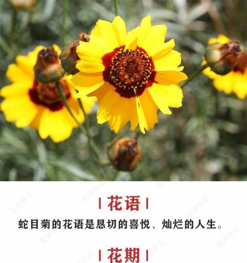 白色波斯菊的花语（白色波斯菊的花语及其深层寓意）